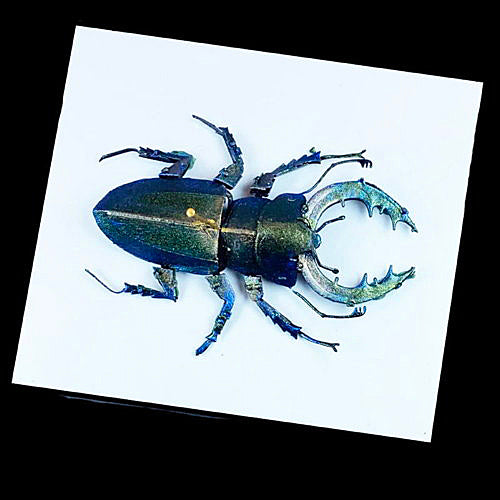 Scarab