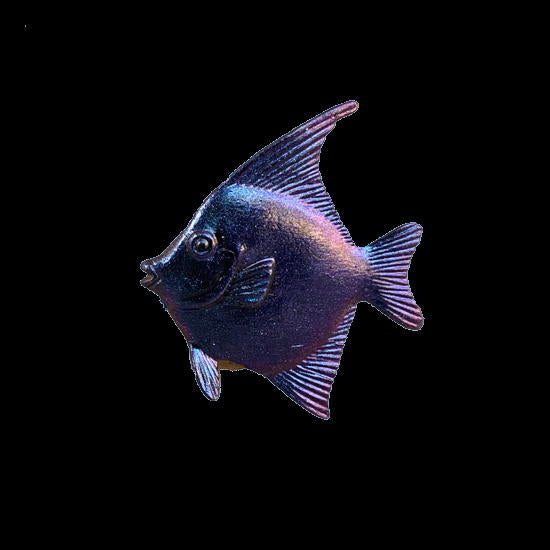 Skyrat